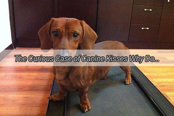 The Curious Case of Canine Kisses Why Do Dogs Lick People So Much